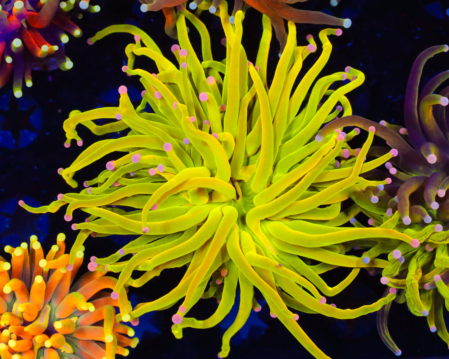 SKITTLES HOLY GRAIL TORCH