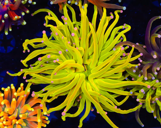 SKITTLES HOLY GRAIL TORCH