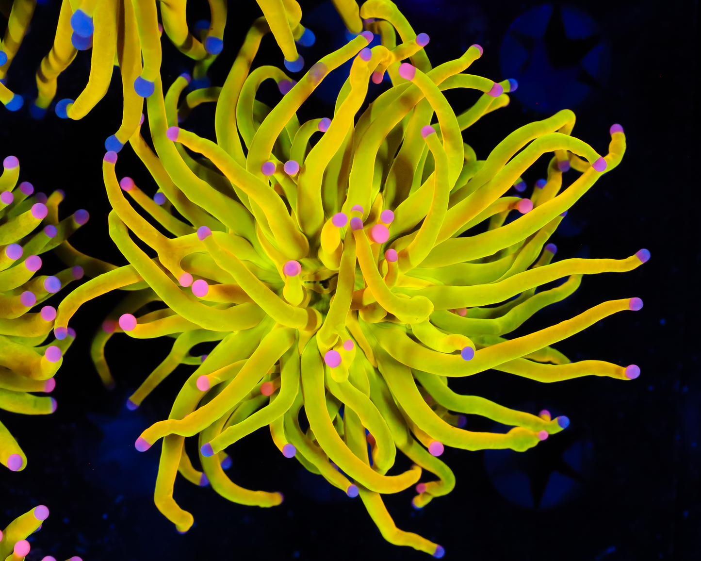 SKITTLES HOLY GRAIL TORCH