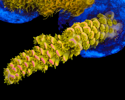 818'S AFTERMATH TENUIS