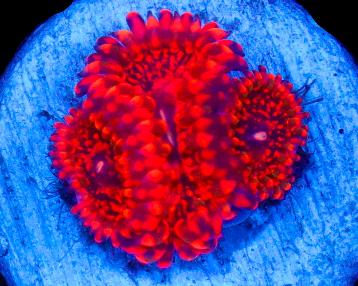 FLAMING MOHICIAN ZOAS