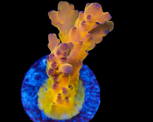 818'S ORANGE CRUSH LOKANI