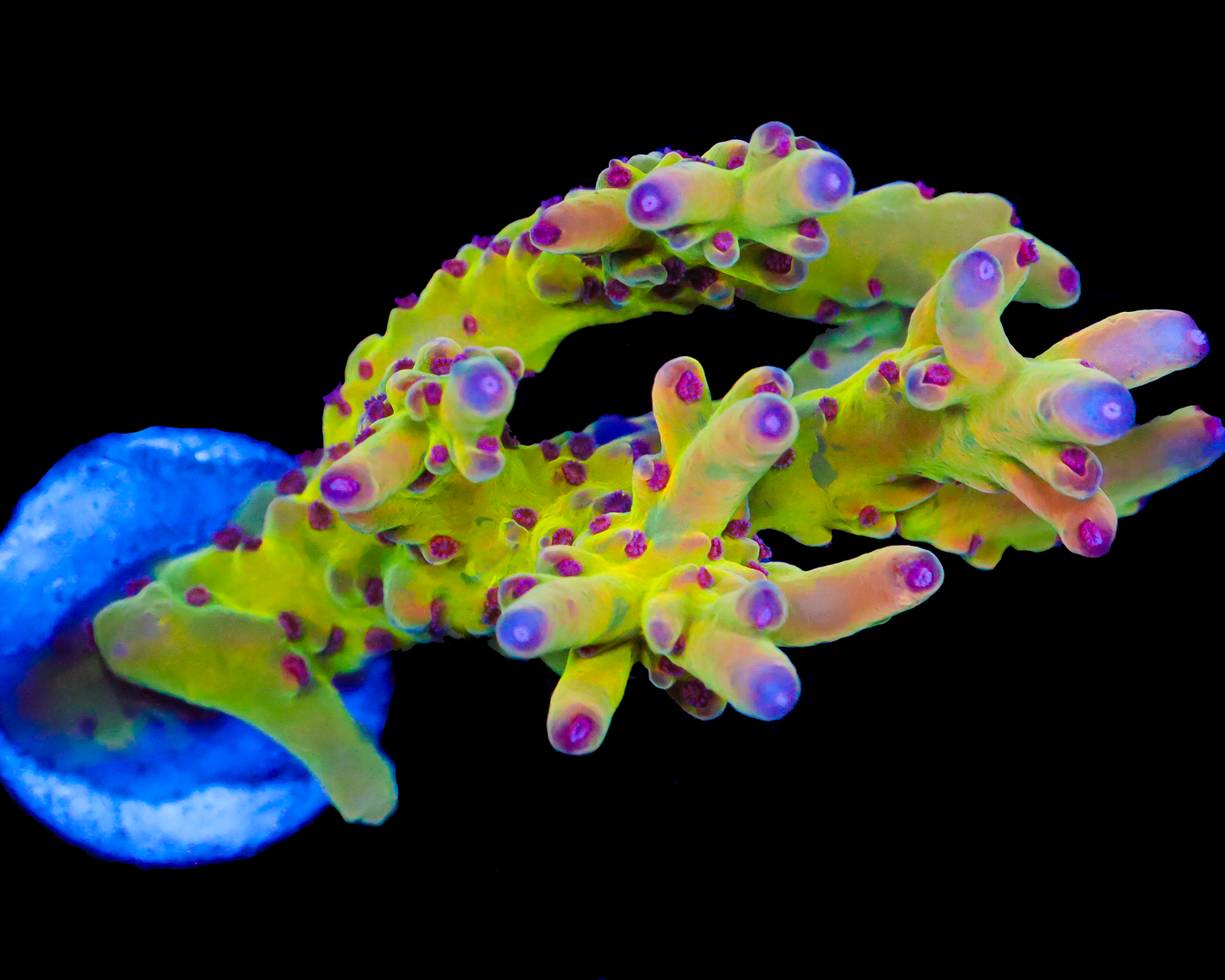 818'S PSYCLONE LOKANI MINI COLONY