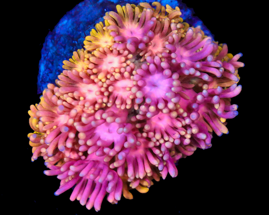 818'S FRUIT PUNCH GONI