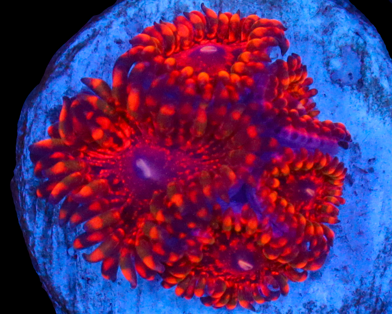 FLAMING MOHICIAN ZOAS