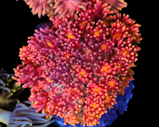 818'S AWESOME BLOSSOM GONI