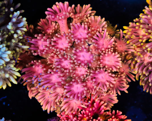 818'S ACID RAIN GONI