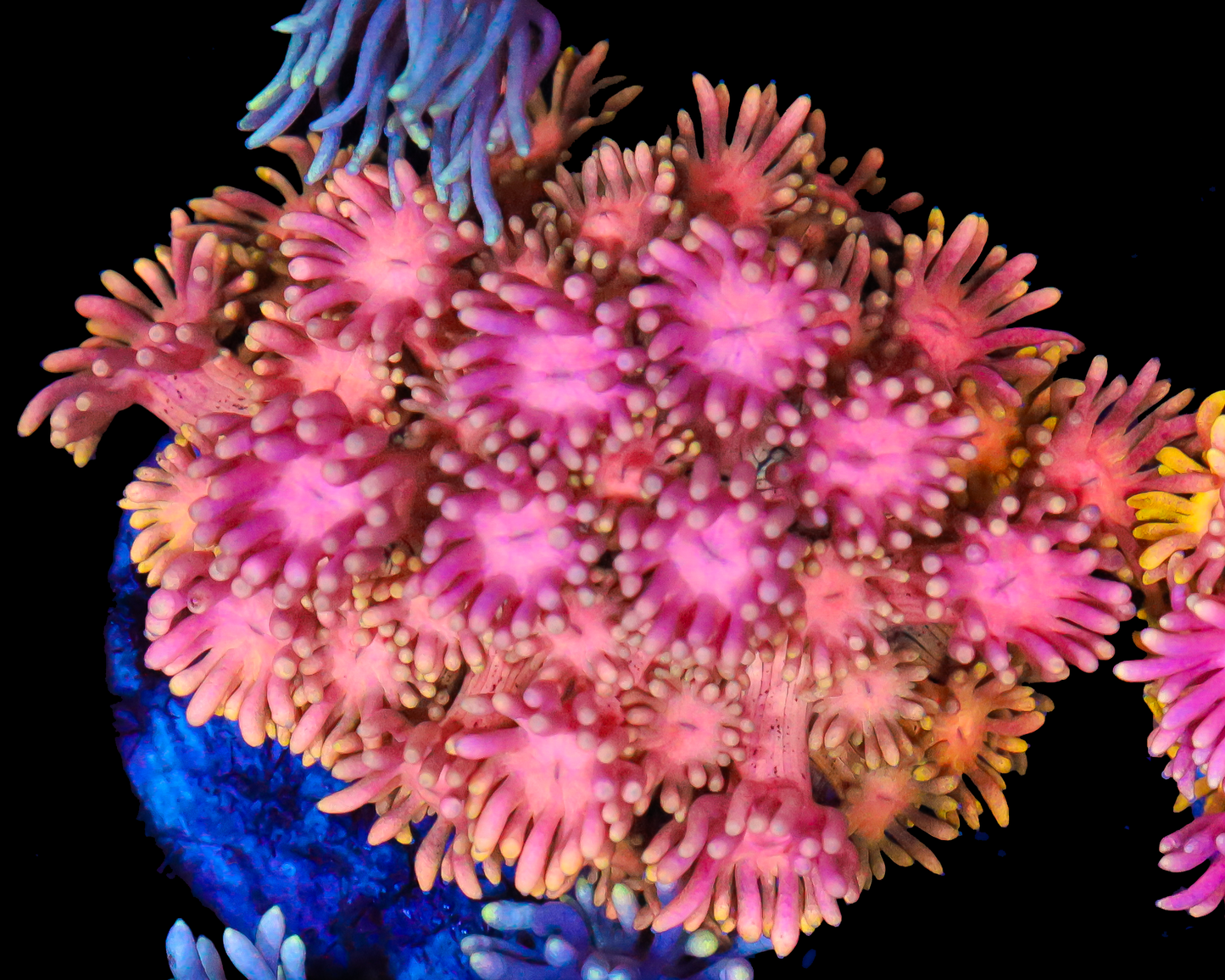 818'S ACID RAIN GONI