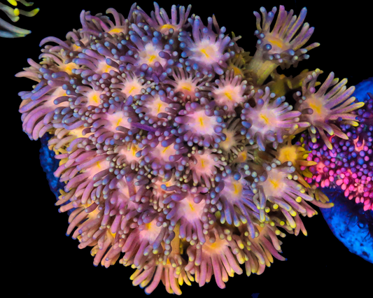 818'S BLUEBERRY DREAM GONI