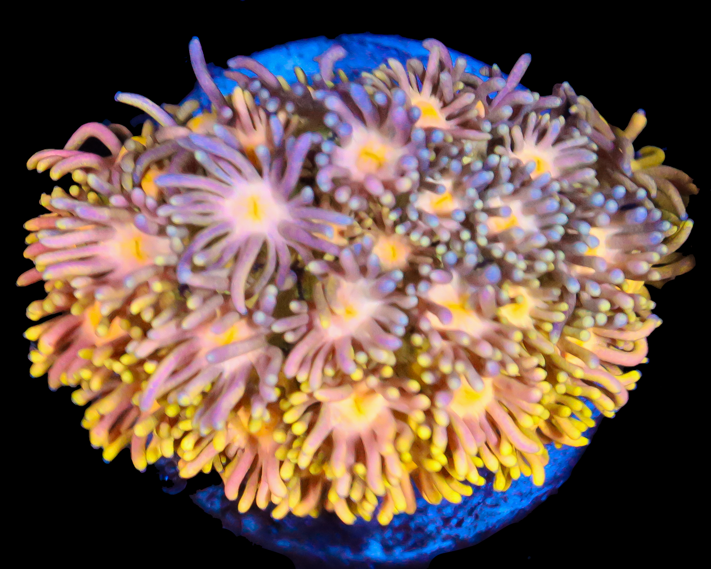 818'S BLUEBERRY DREAM GONI