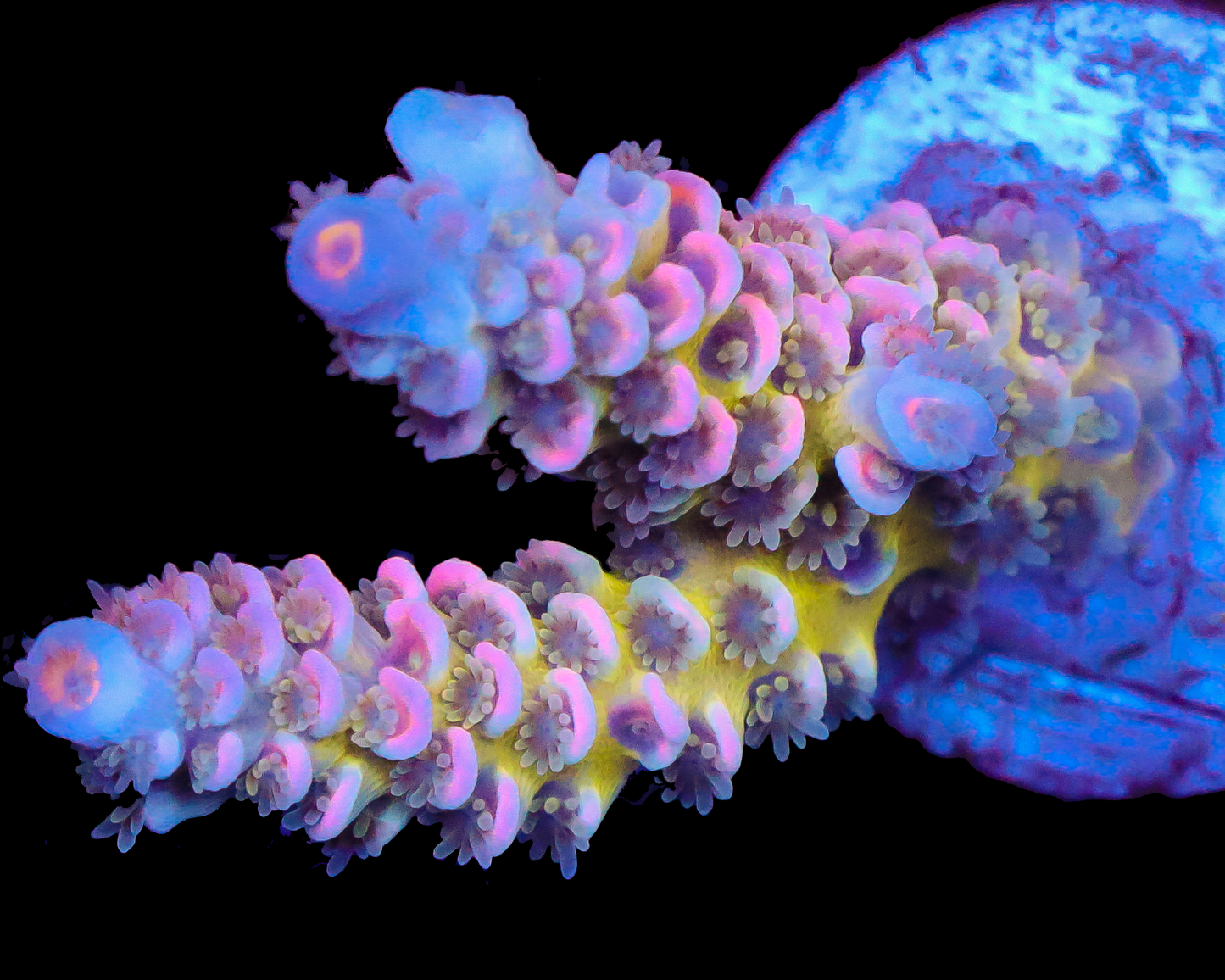 818'S SIN CITY TENUIS