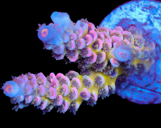 818'S SIN CITY TENUIS