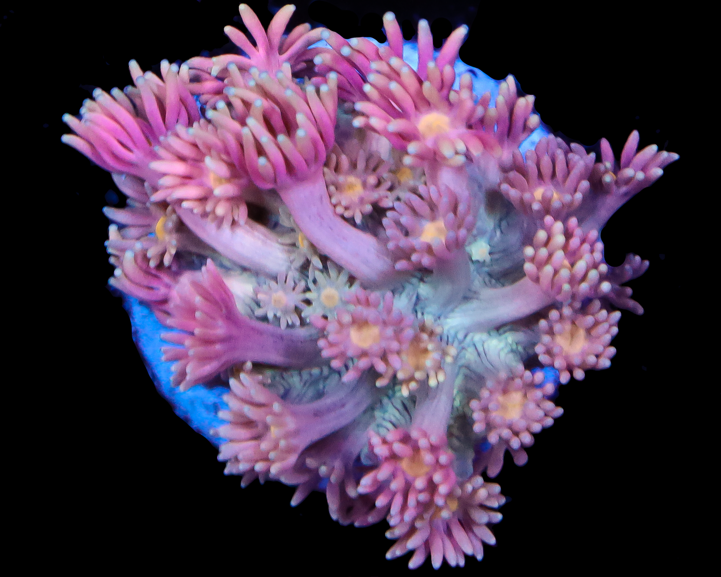 818'S PINK ORCHID GONI