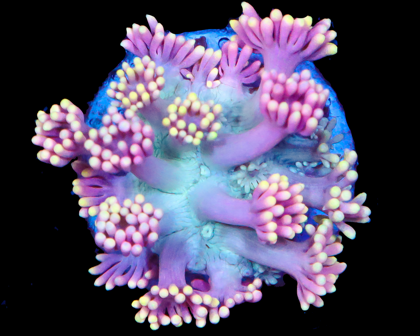 818'S GRAPE SPRITE GONI