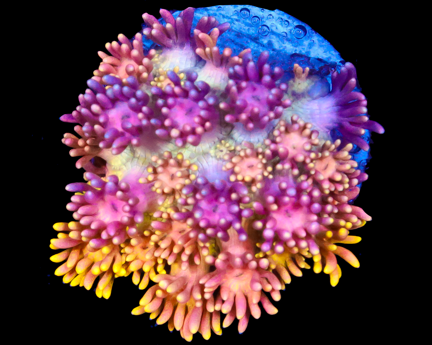 818'S DIRTY BIRD GONI