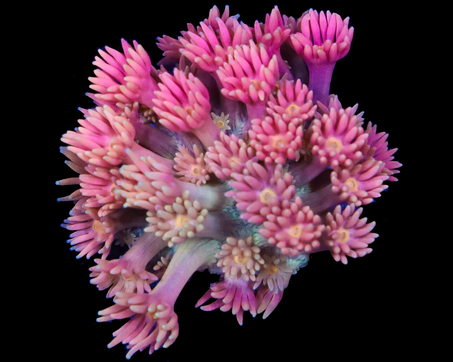 818'S PINK ORCHID GONI