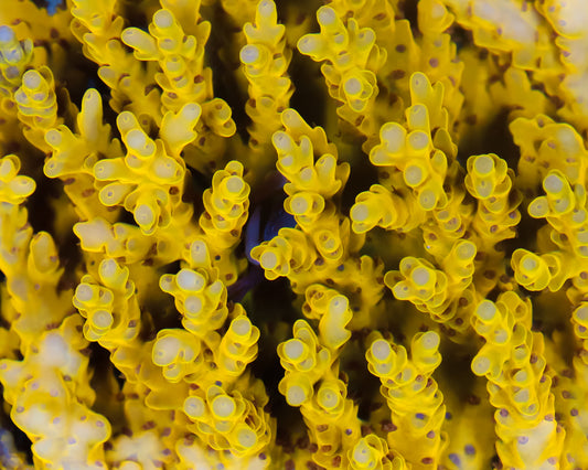 818'S BUMBLEBEE SMOOTHSKIN