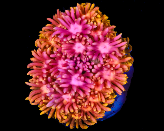 818'S FRUIT PUNCH GONI