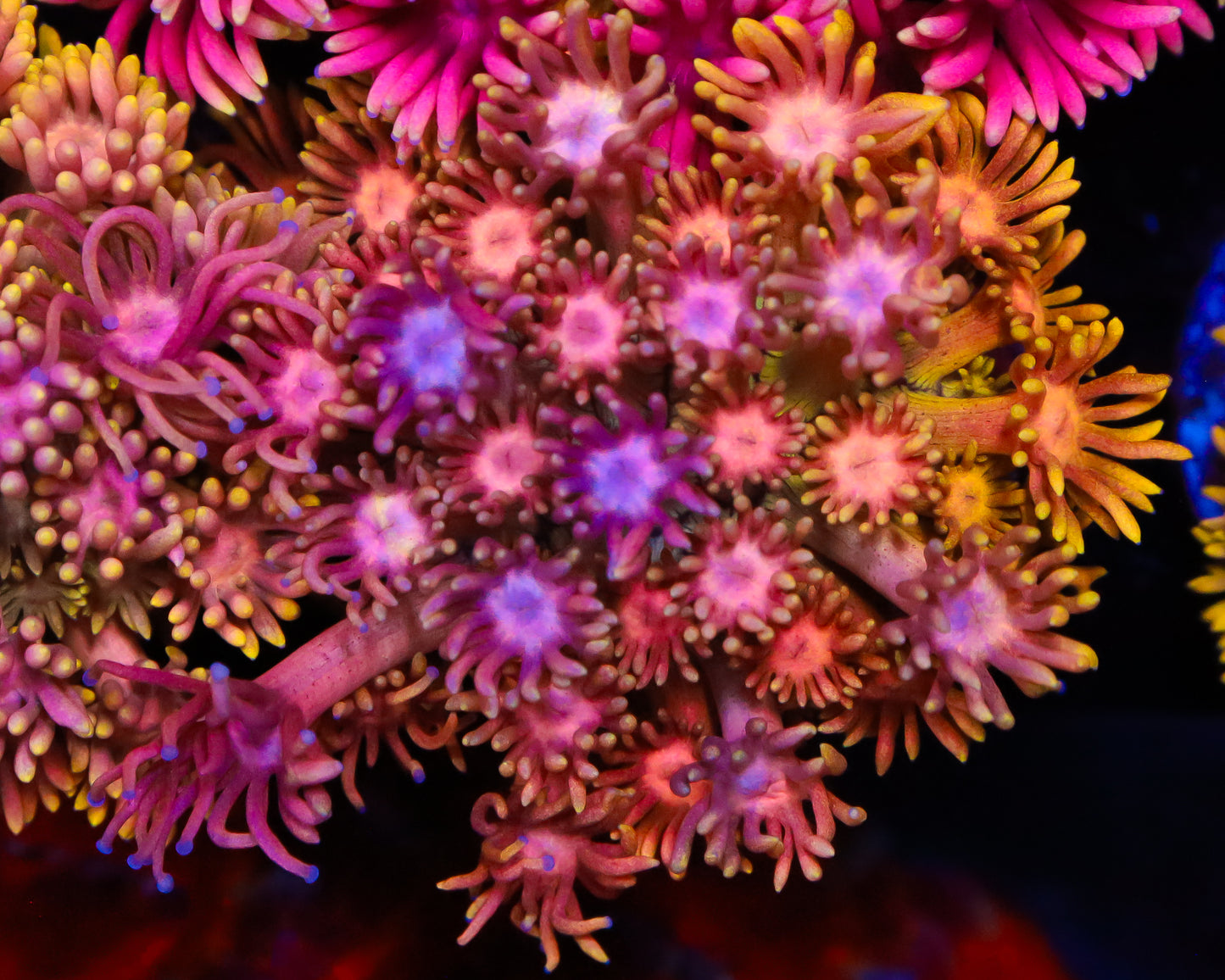 818'S FRUIT PUNCH GONI