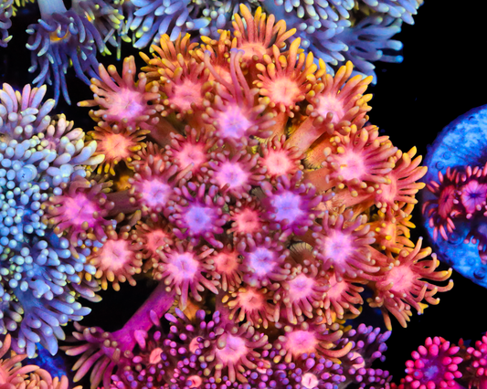 818'S FRUIT PUNCH GONI