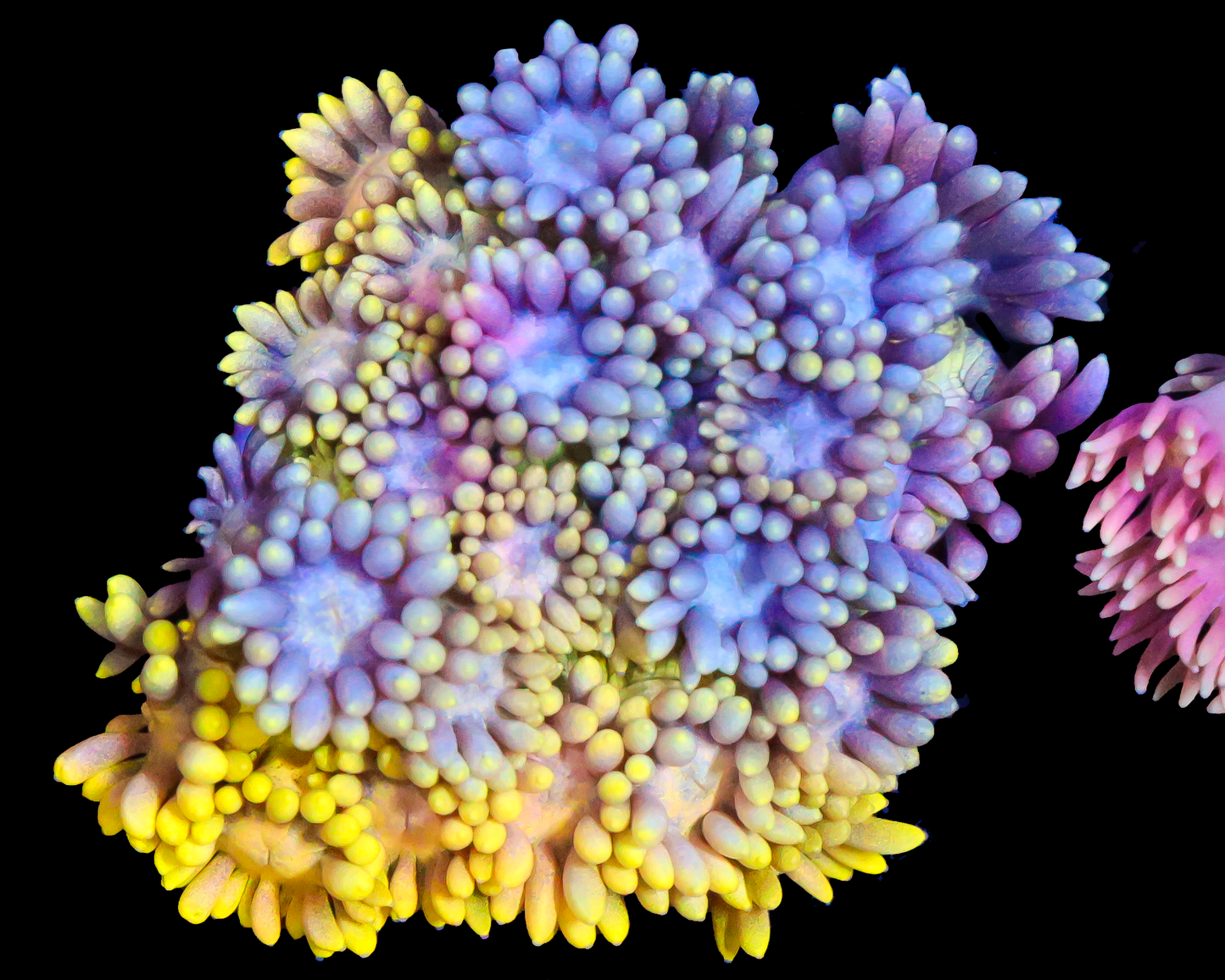 818'S BANANA SPLIT GONI