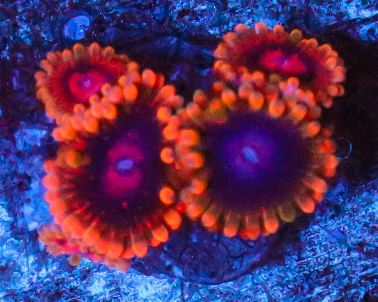 MIND TRICK ZOAS