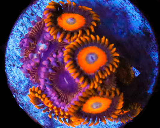 ZOA COMBO