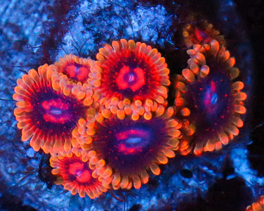 MIND TRICK ZOAS