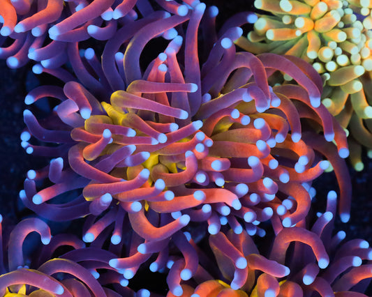 KNICKS 2.0 TORCH NEW RELEASE