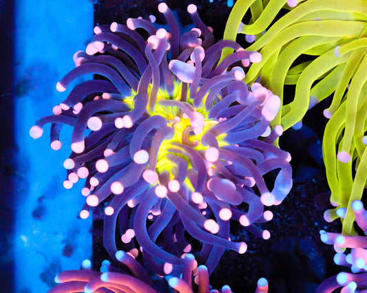 MALAYSIAN JOKER TORCH