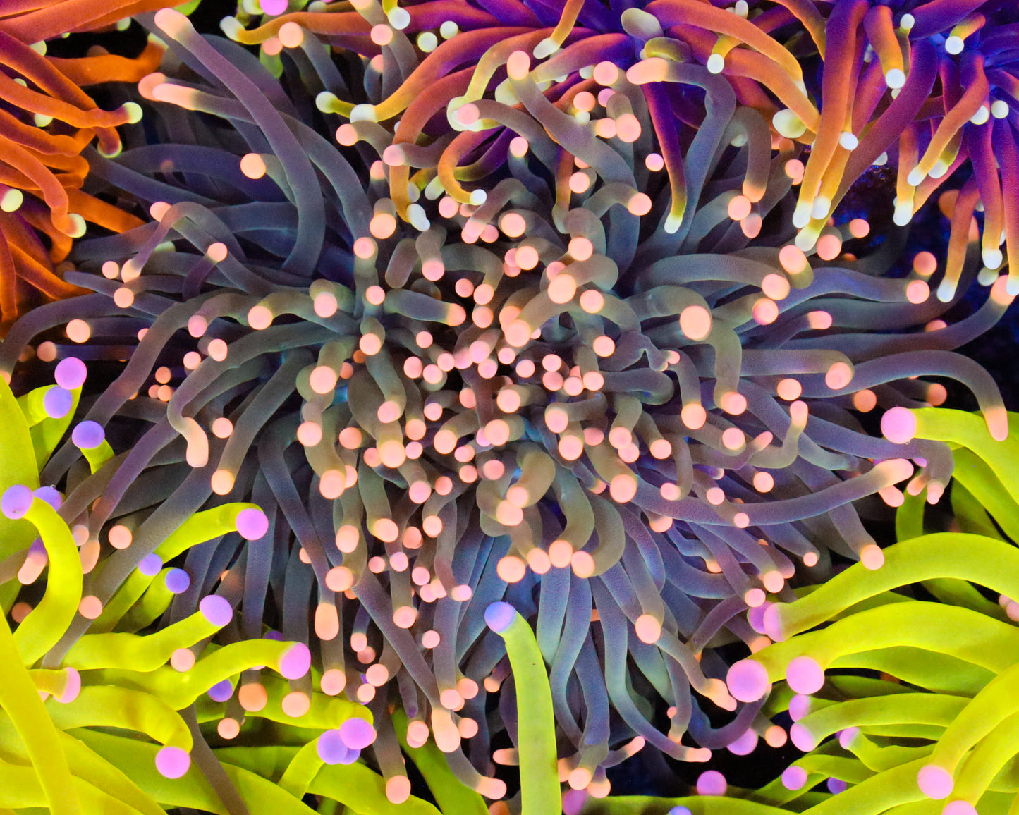 PEACH TIP INDO TORCH