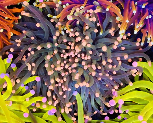 PEACH TIP INDO TORCH