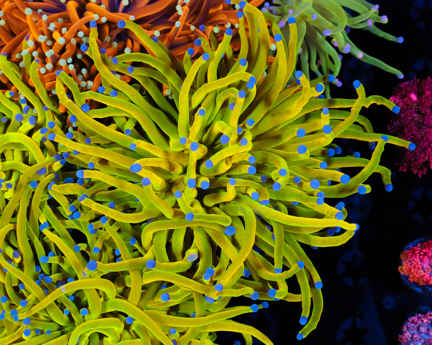 HUGE OG HOLY GRAIL TORCH SINGLE HEAD