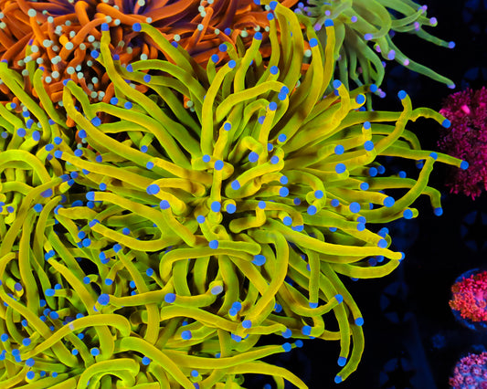 HUGE OG HOLY GRAIL TORCH SINGLE HEAD