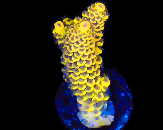 818'S LEMONBERRY SPLICE BLUE GRAFTED ENCRUSTMENT