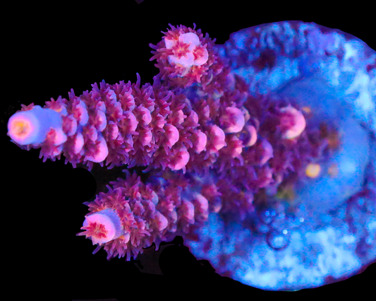 818'S BLACKWATER TENUIS