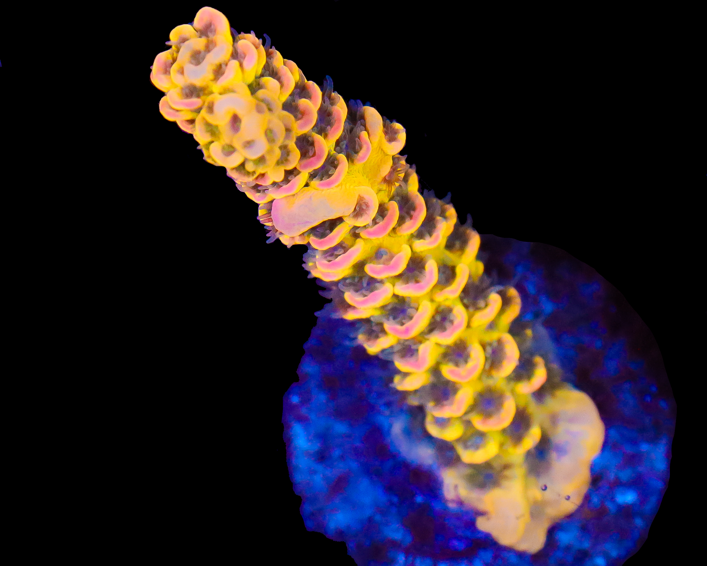 818'S FREAK SHOW TENUIS