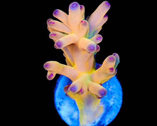 818'S NIGHTMARE LOKANI