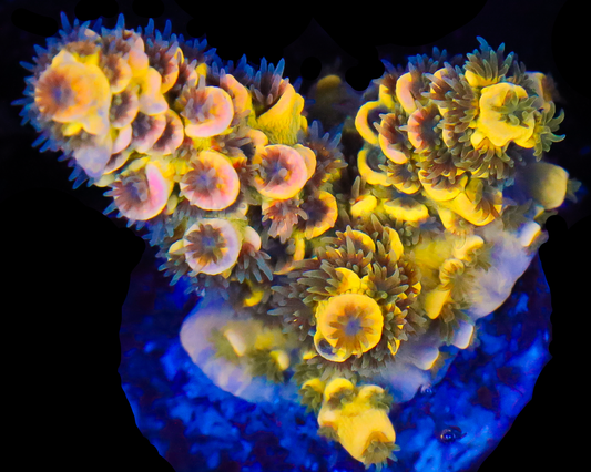 818'S BLUEBERRY SPLICE TENUIS