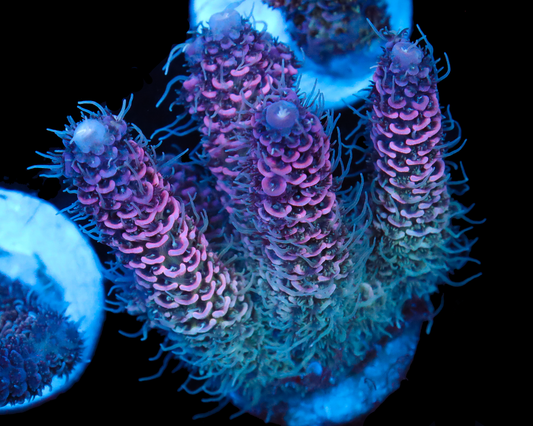 818'S GODS GIFT MILLIE