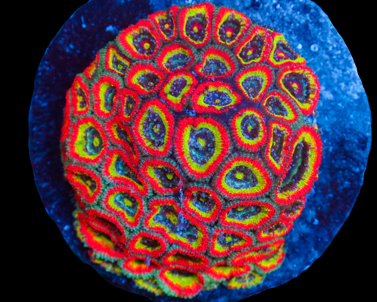 HOLY GRAIL MICROMUSSA