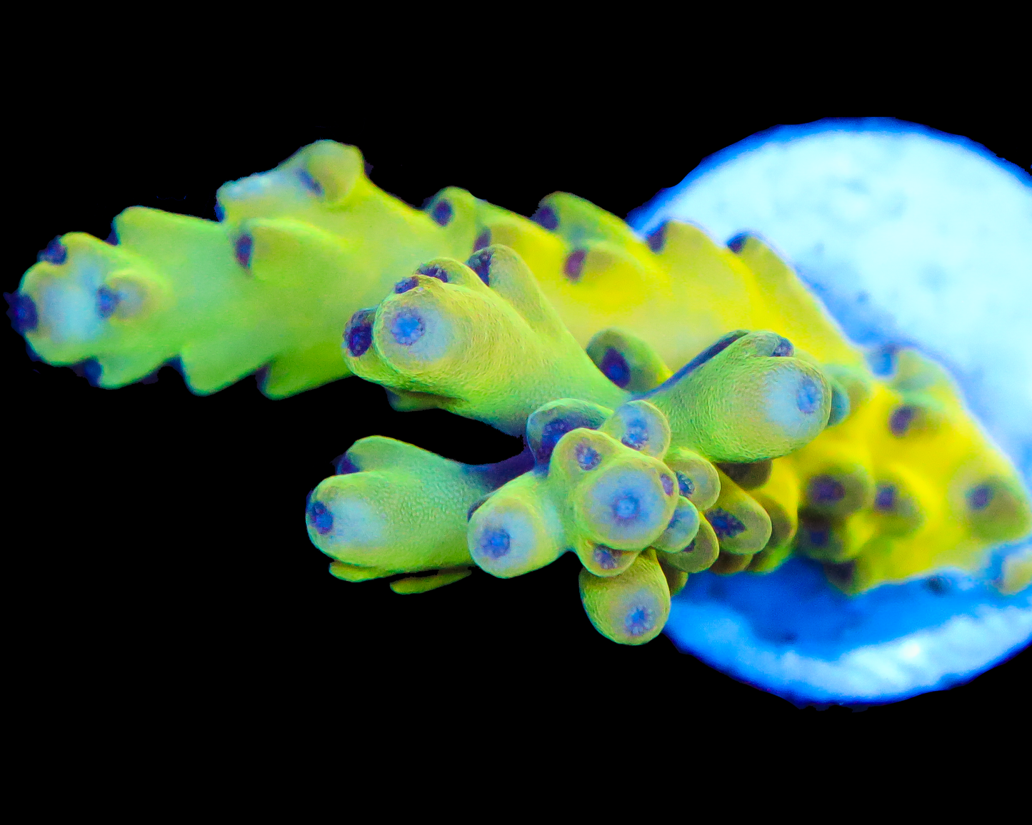 818'S LEMON SQUEEZE LOKANI