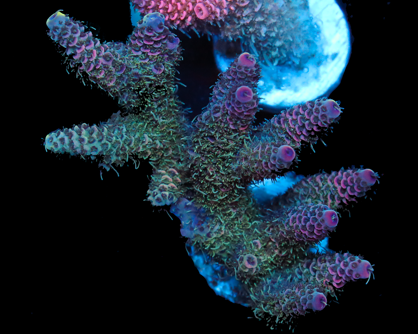 818'S KONAS CRUNCH MILLIE MINI COLONY