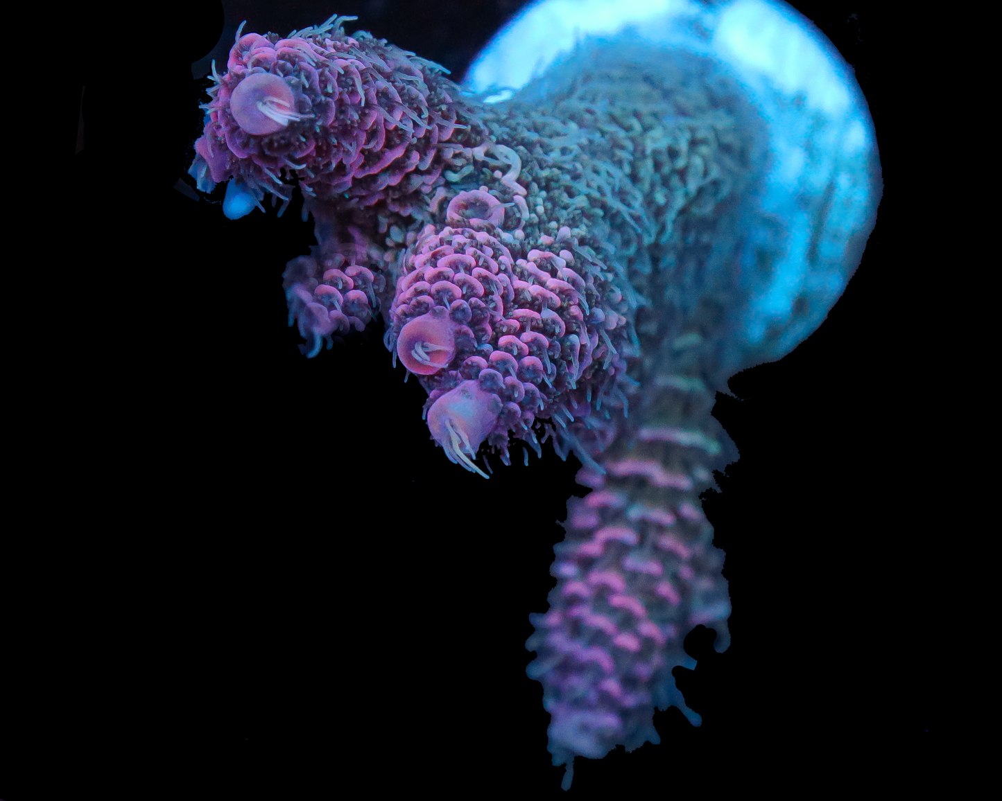 818'S GRAPE DELIGHT MILLIE