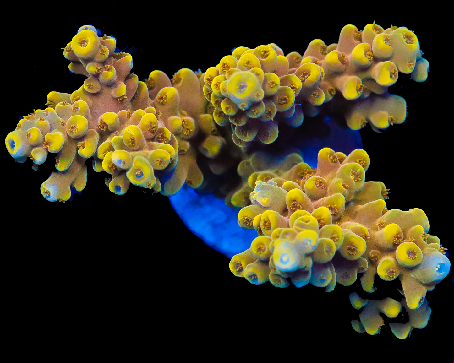 818'S CREAM SODA ACRO