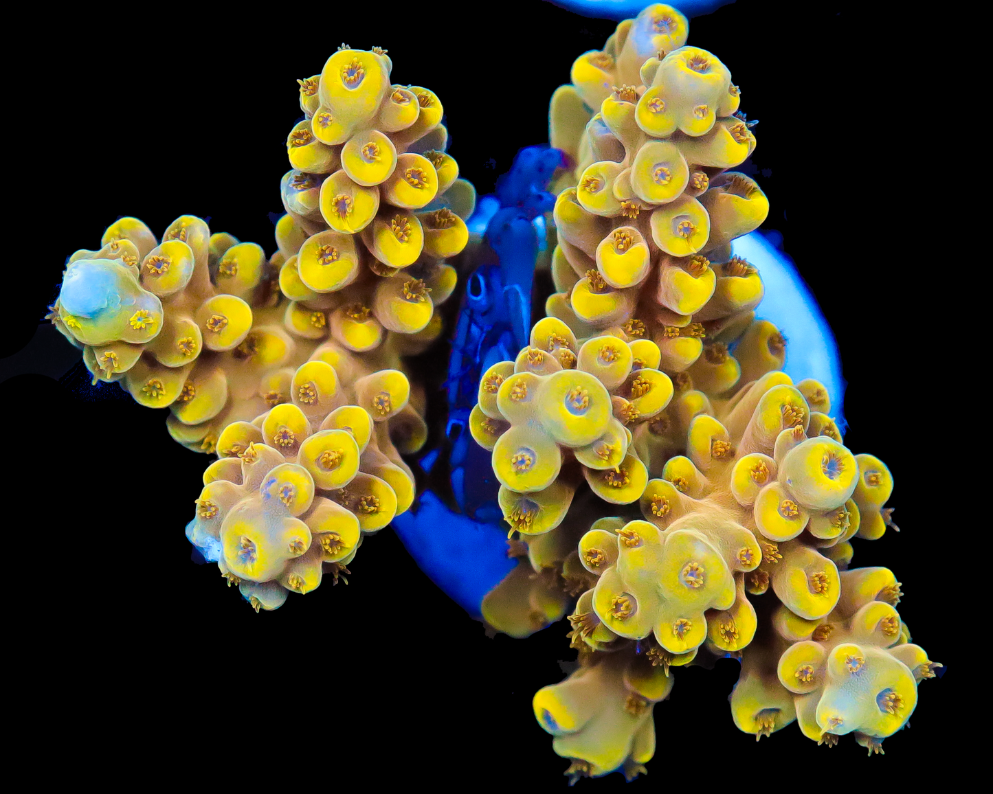 818'S CREAM SODA ACRO