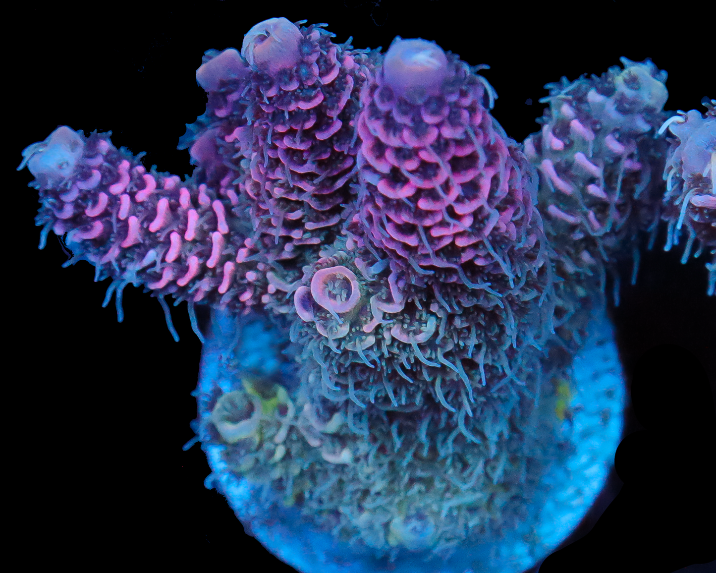 818'S GODS GIFT MILLIE