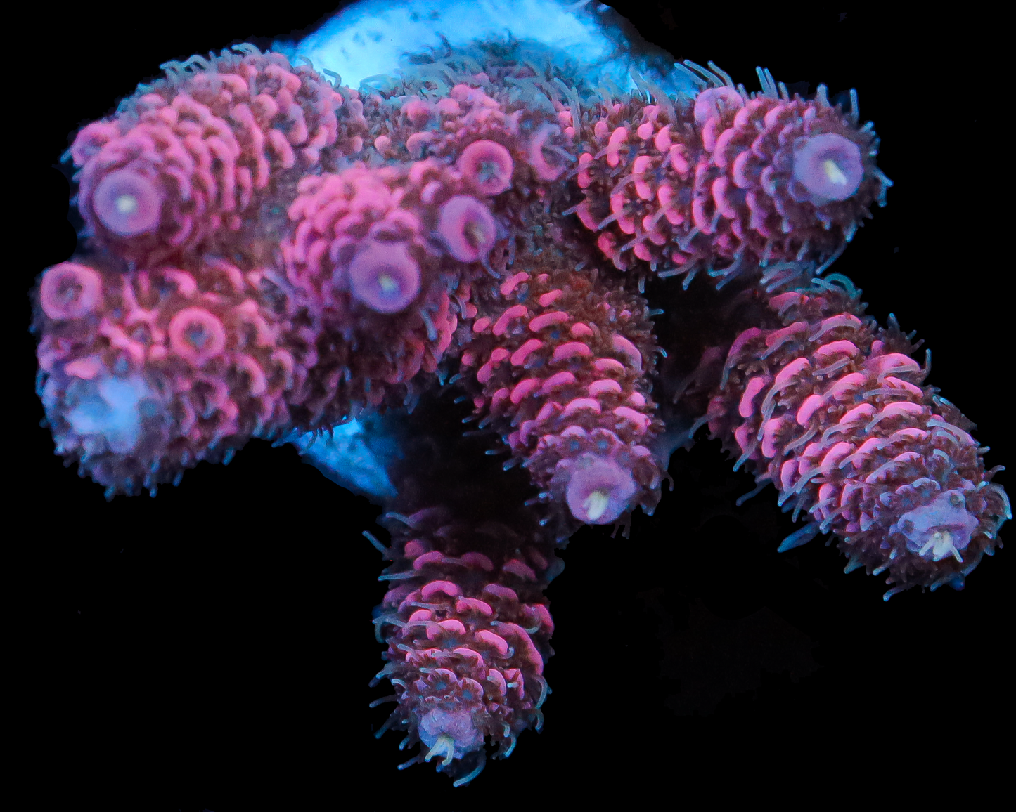 818'S MAJOR MELON MILLIE