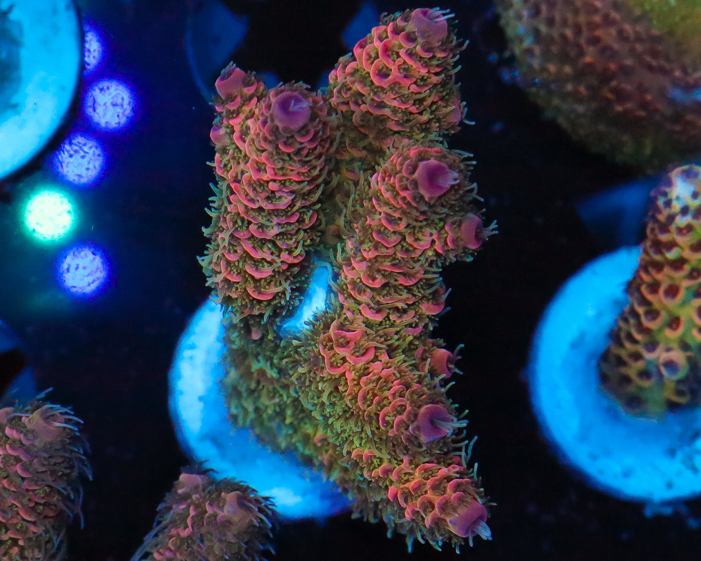 818'S HOT TAMALE MILLIE