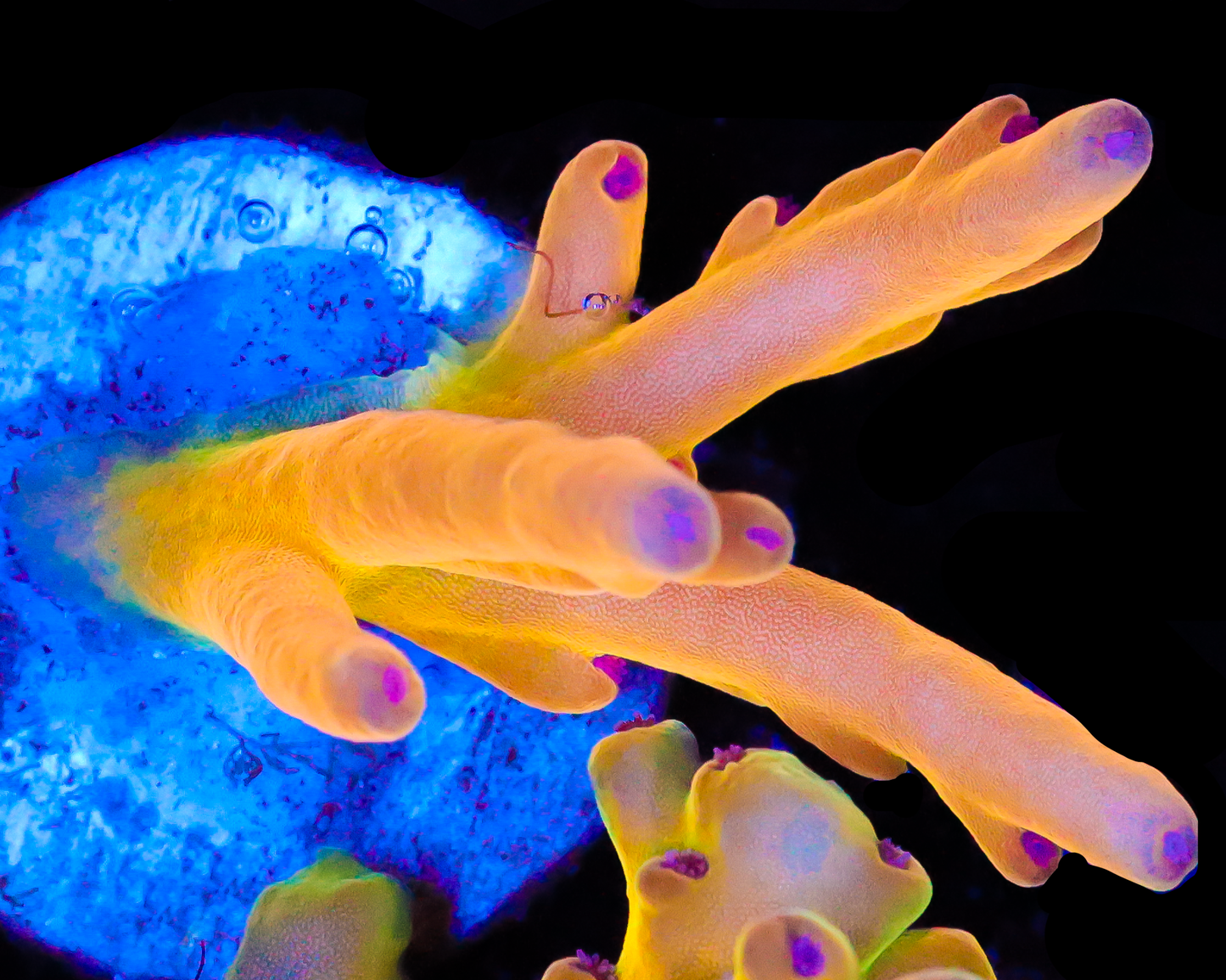 818'S ORANGE SHERBET LOKANI